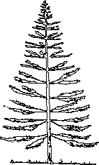 imagen Araucaria de norfolk, en Clasificación botánica - Arboles y plantas