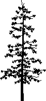 Planos de Arbol conifera –  alzado, en Coníferas en alzado – Arboles y plantas