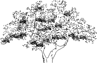 Planos de Arbol de olivo, en Arboles en alzado – Arboles y plantas