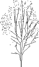 imagen Arbol en alzado, en Arboles en alzado - Arboles y plantas