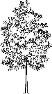 imagen Arbol, en Arboles en alzado - Arboles y plantas
