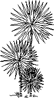 Planos de Arbustos tipo palmeras, en Arbustos en alzado – Arboles y plantas