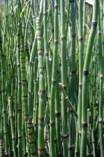 Bambu, en Follajes y vegetales – Texturas