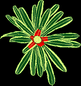 imagen Bromelia, en Arboles en planta - Arboles y plantas