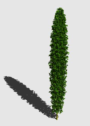 Planos de Conifera 3d, en Coníferas en 3d – Arboles y plantas