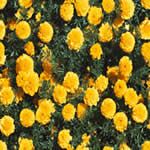 Flores amarillas, en Follajes y vegetales – Texturas