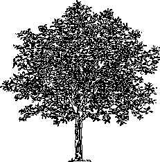 Planos de Magnolia, en Clasificación botánica – Arboles y plantas