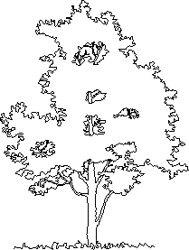 Planos de Magnolio, en Clasificación botánica – Arboles y plantas