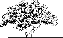 imagen Olivo viejo, en Arboles en alzado - Arboles y plantas
