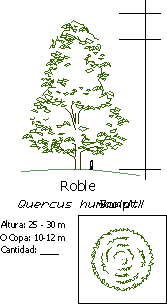 Planos de Quercus humboldtii, en Clasificación botánica – Arboles y plantas