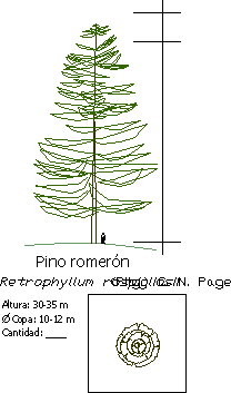 Planos de Retrophyllum rospigliosi, en Clasificación botánica – Arboles y plantas